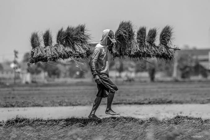 Pemerintah Dorong Swasembada Pangan: Lebih dari 1 Juta Hektare Lahan Baru untuk Jagung